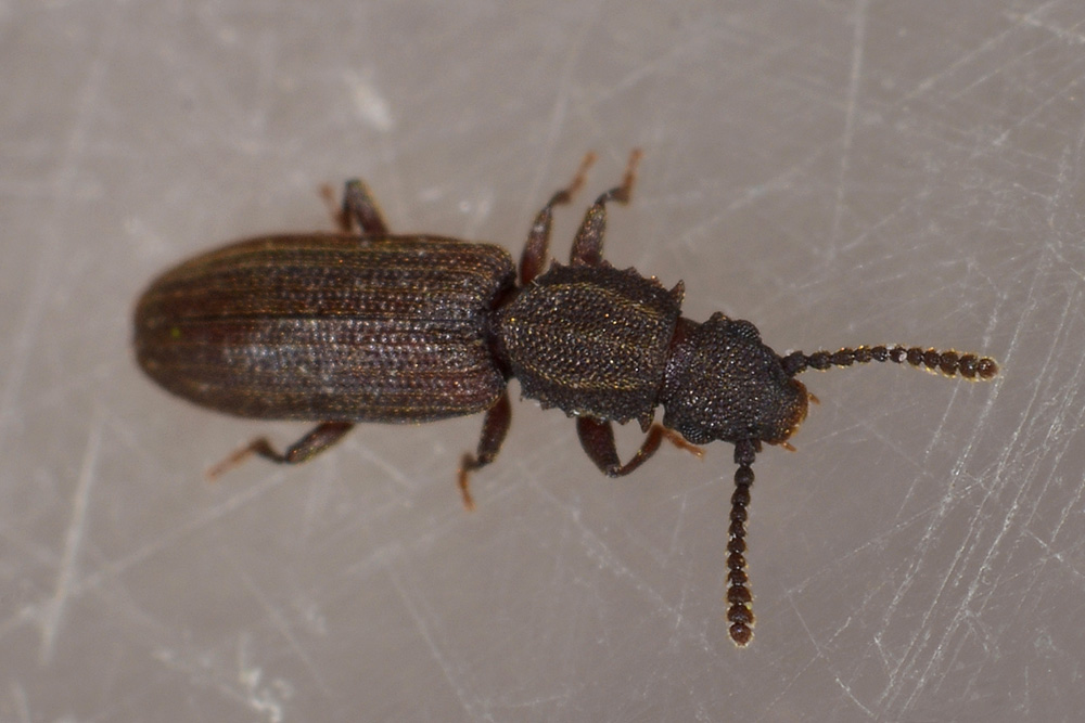 Oryzaephilus surinamensis